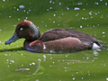 Ferruginous Duck x Baer's Pochard hybrid